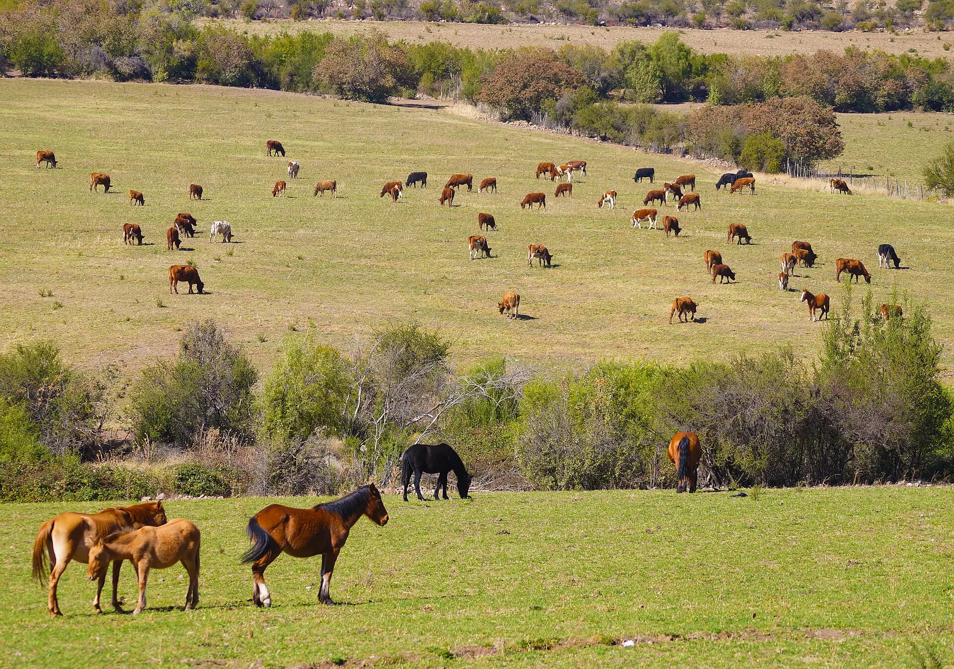 Campo con caballos en Calle Larga