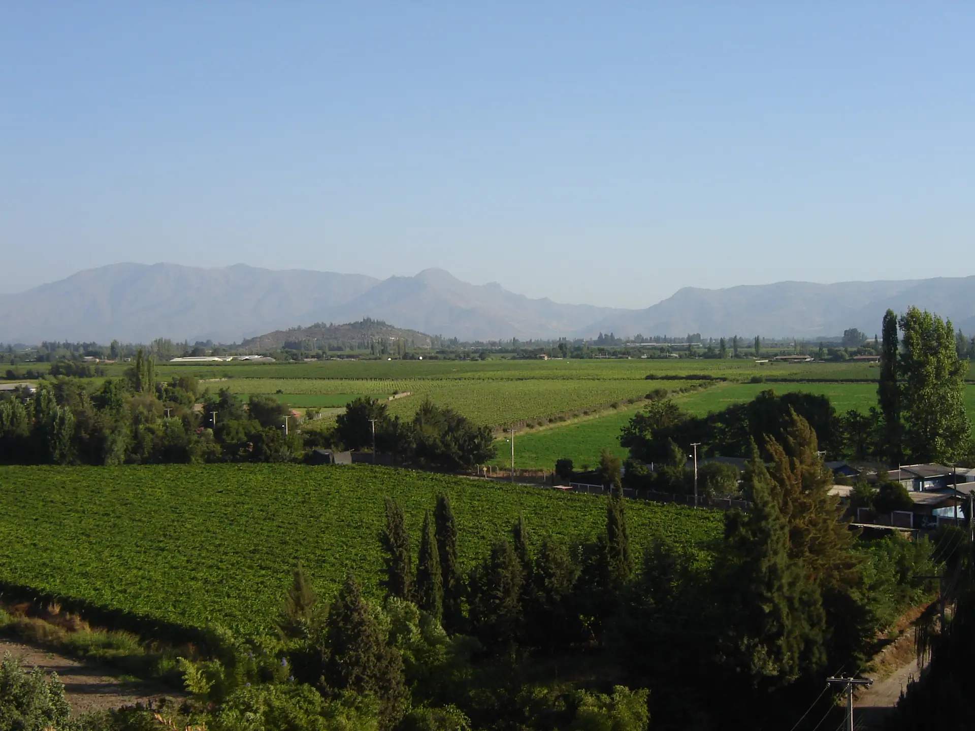 Viñedos y cordillera en el Valle del Aconcagua